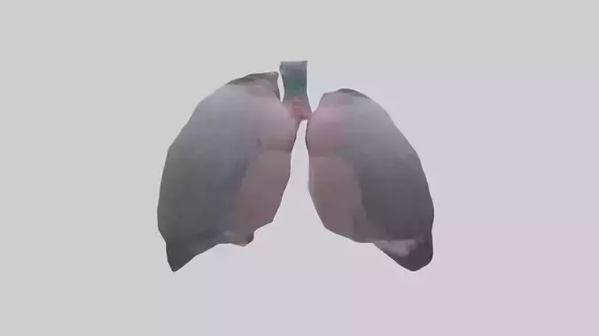 Pigeon Lungs