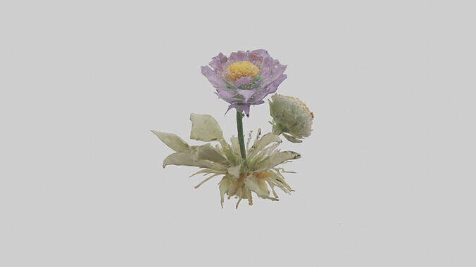 Pincushion flower model Low-poly 3D model