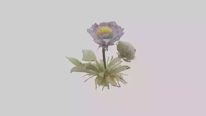 Pincushion flower model