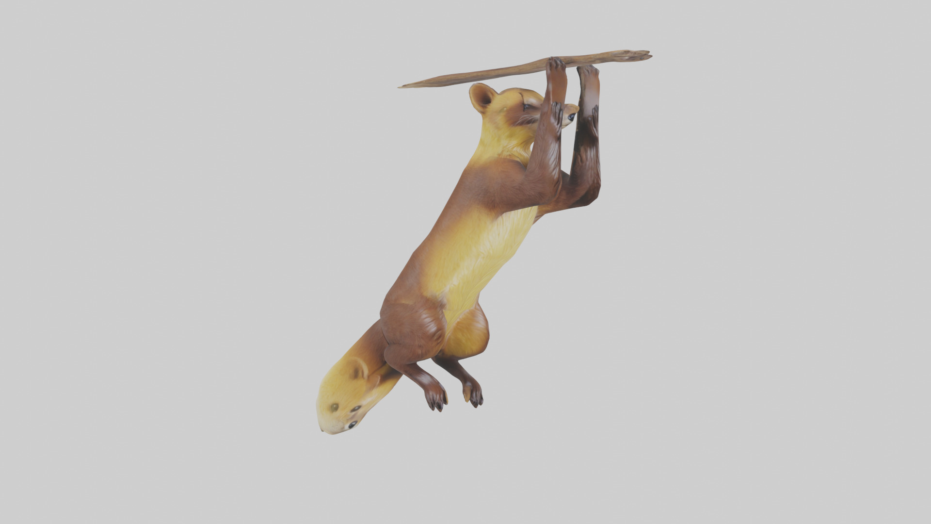Pine Marten climbing model Low-poly 3D model_11