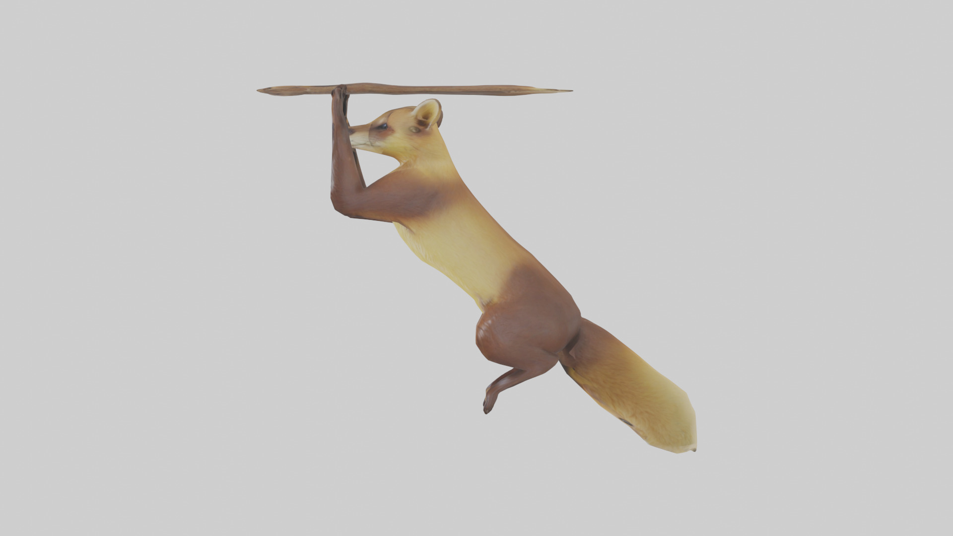 Pine Marten climbing model Low-poly 3D model_12