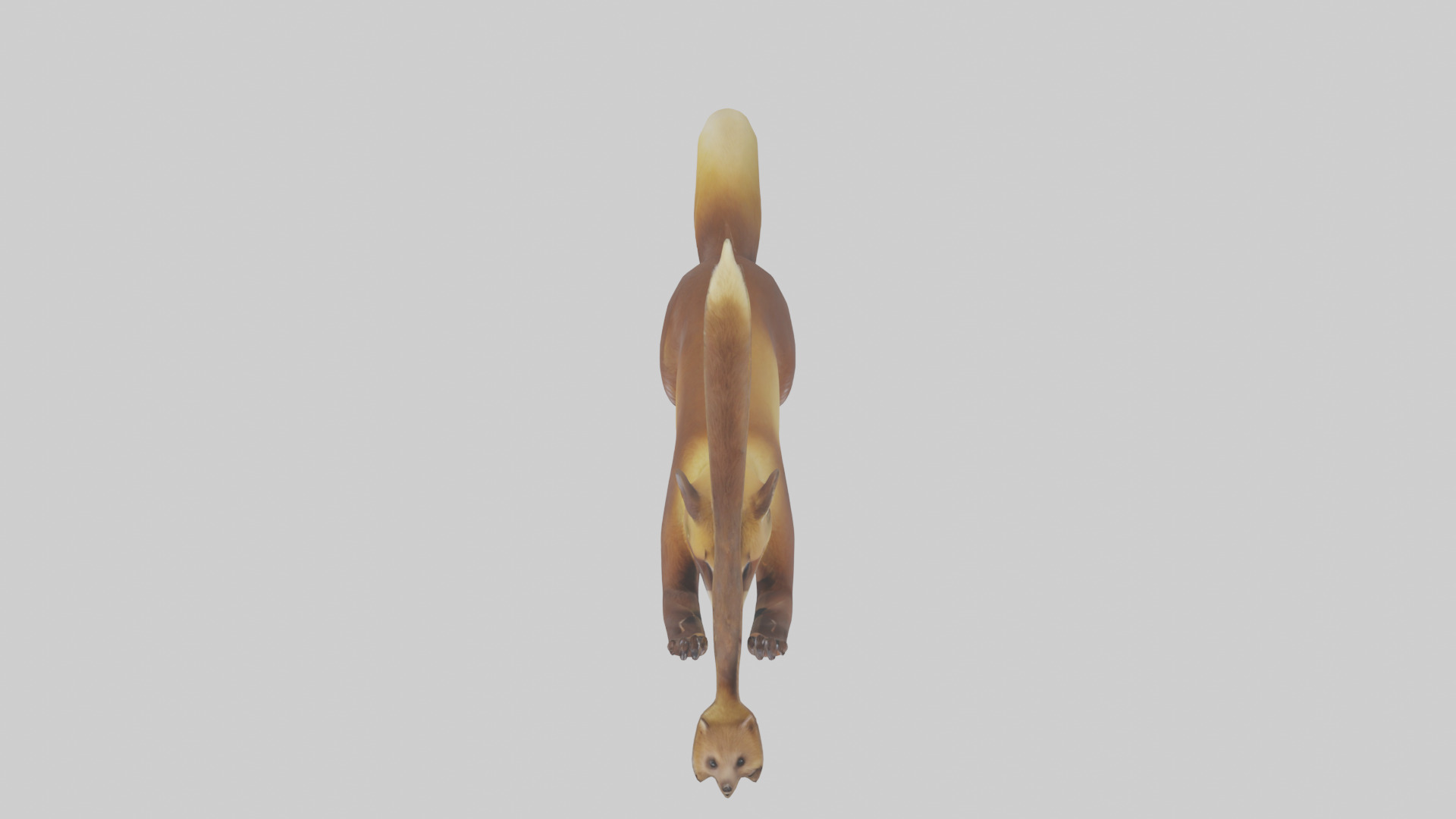 Pine Marten climbing model Low-poly 3D model_14