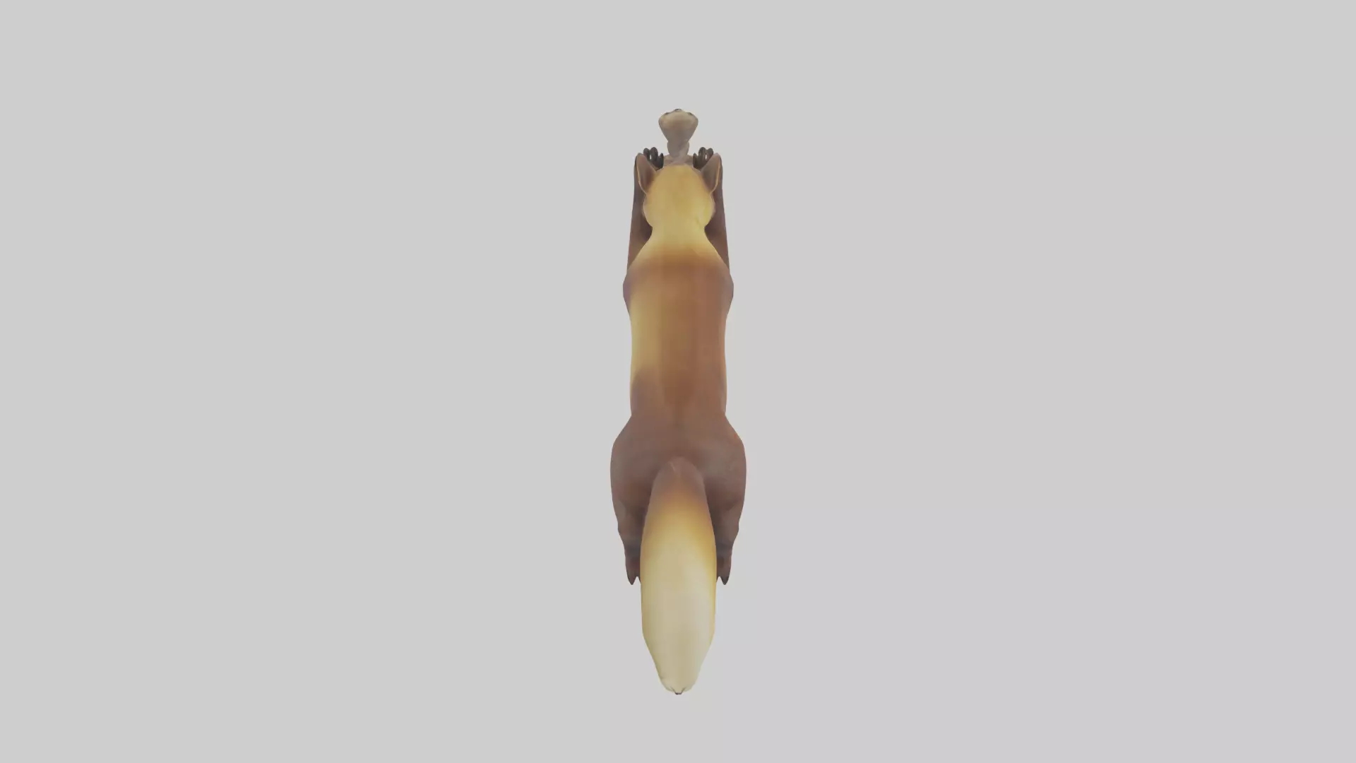 Pine Marten climbing model Low-poly 3D model_0