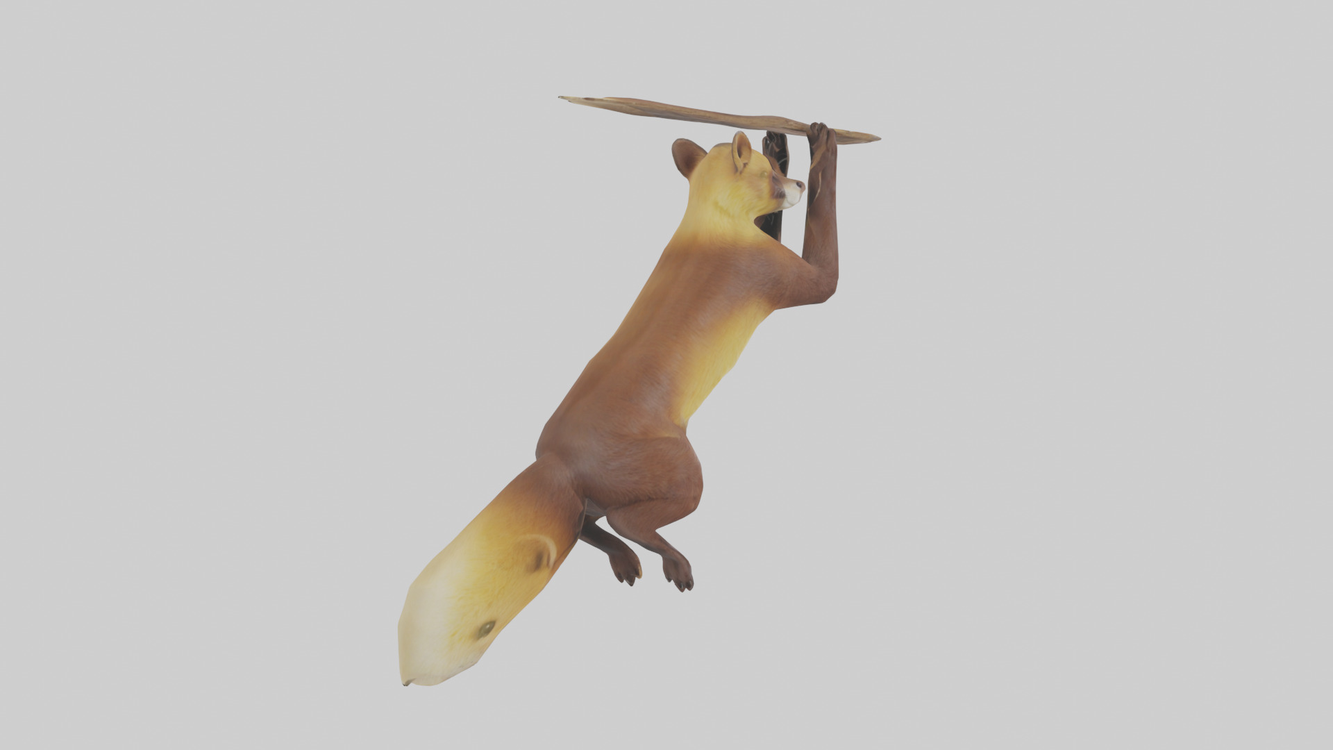 Pine Marten climbing model Low-poly 3D model_2