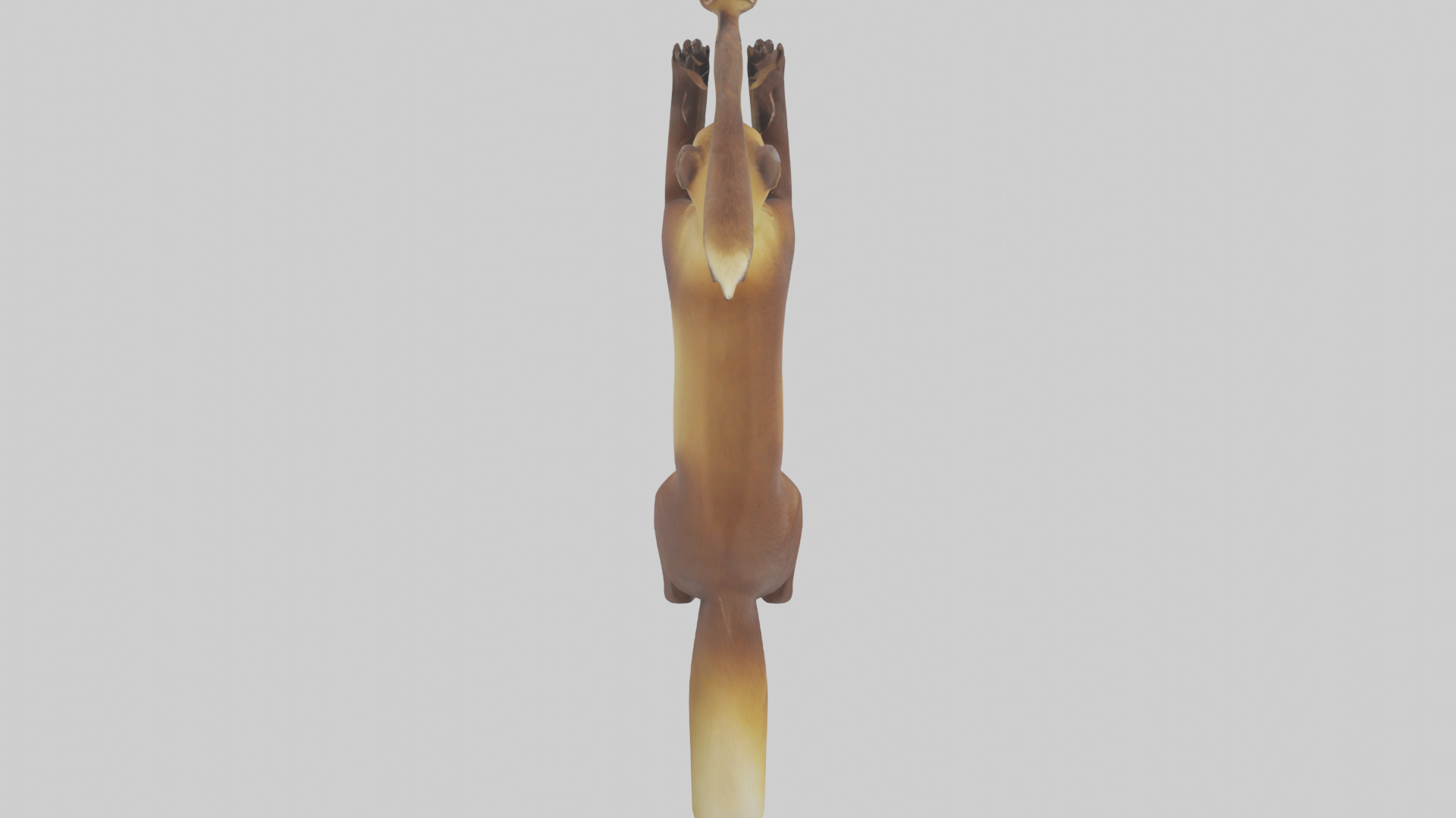 Pine Marten climbing model Low-poly 3D model_15