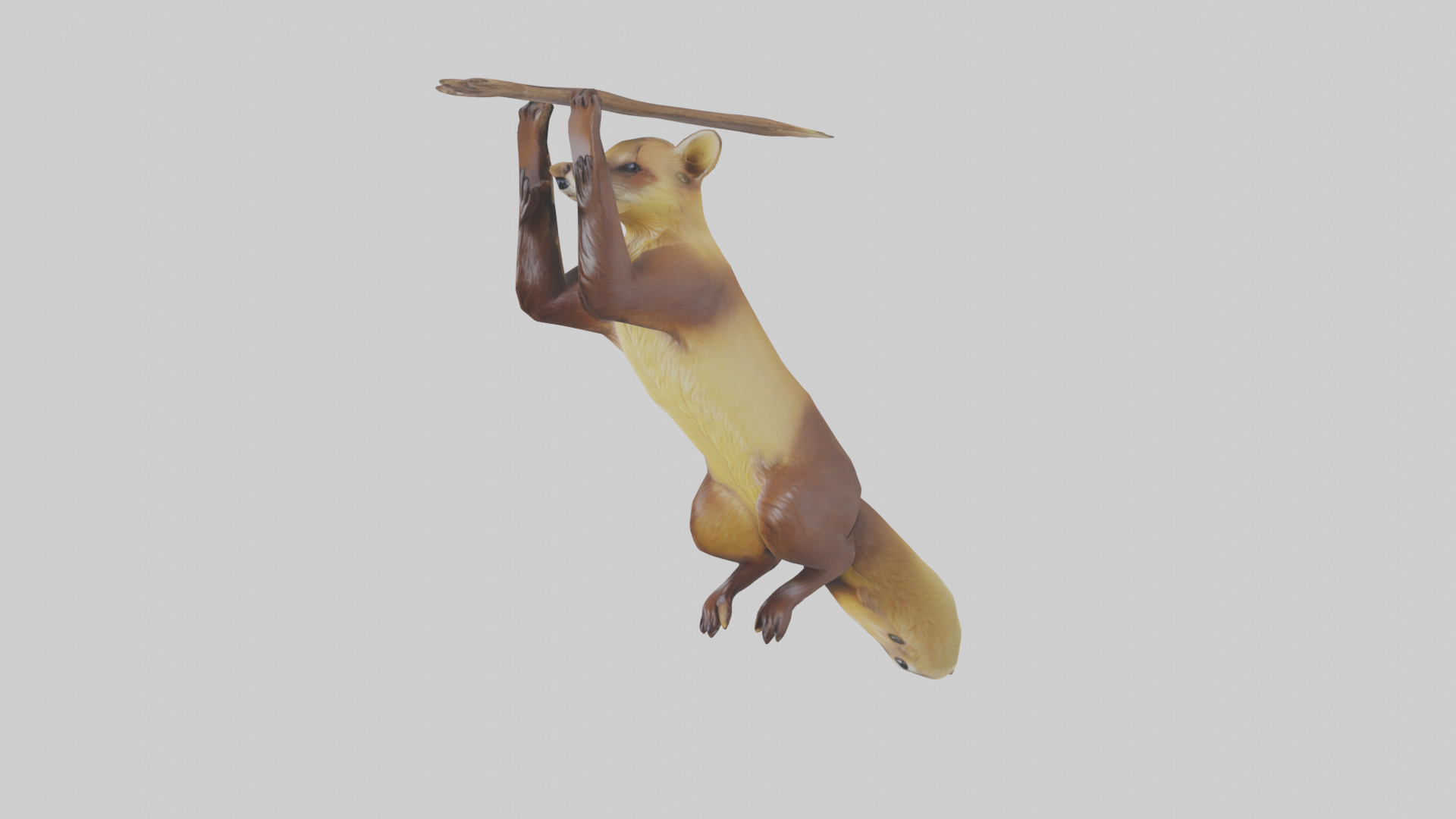 Pine Marten climbing model Low-poly 3D model_10
