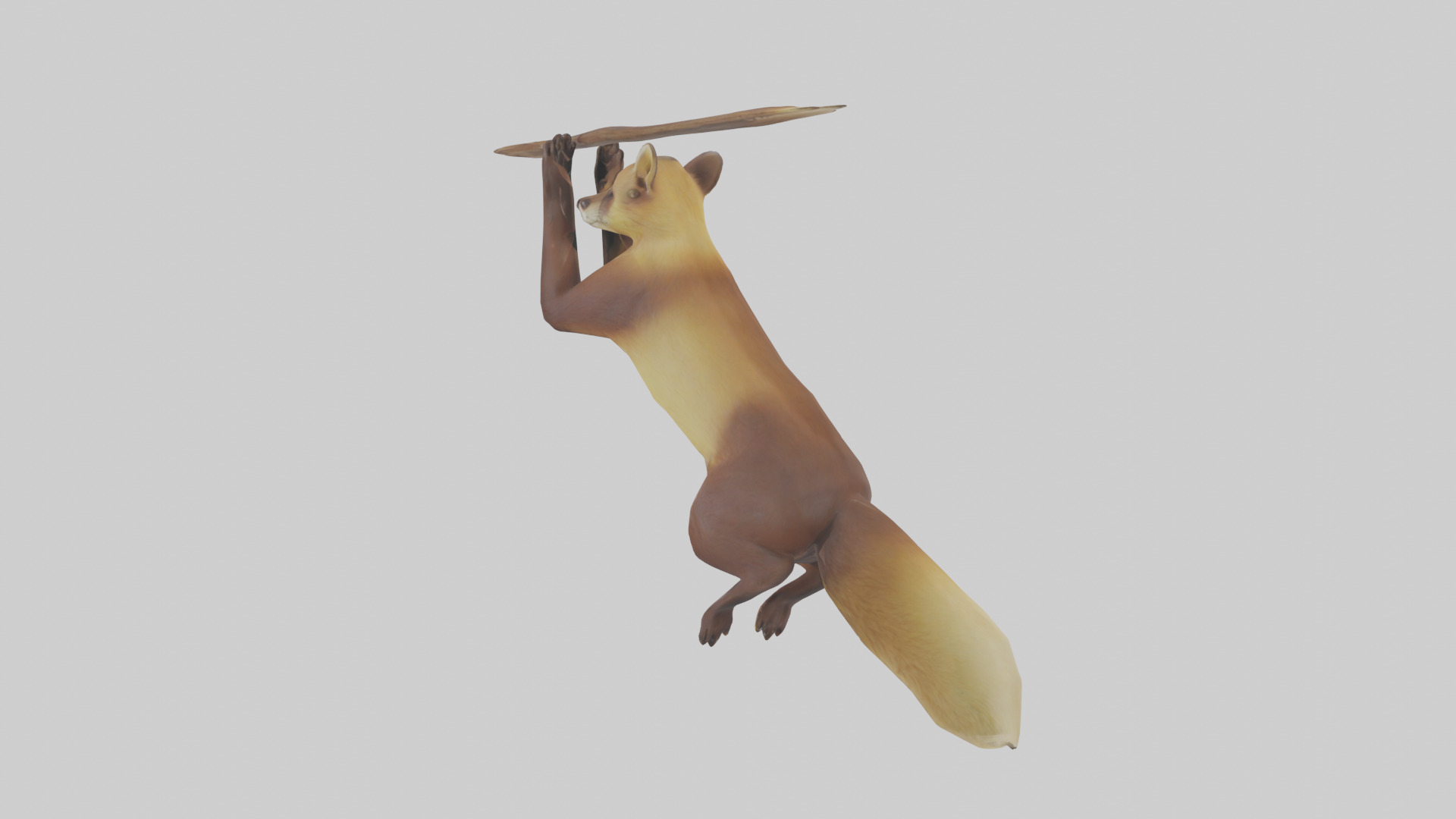 Pine Marten climbing model Low-poly 3D model_1