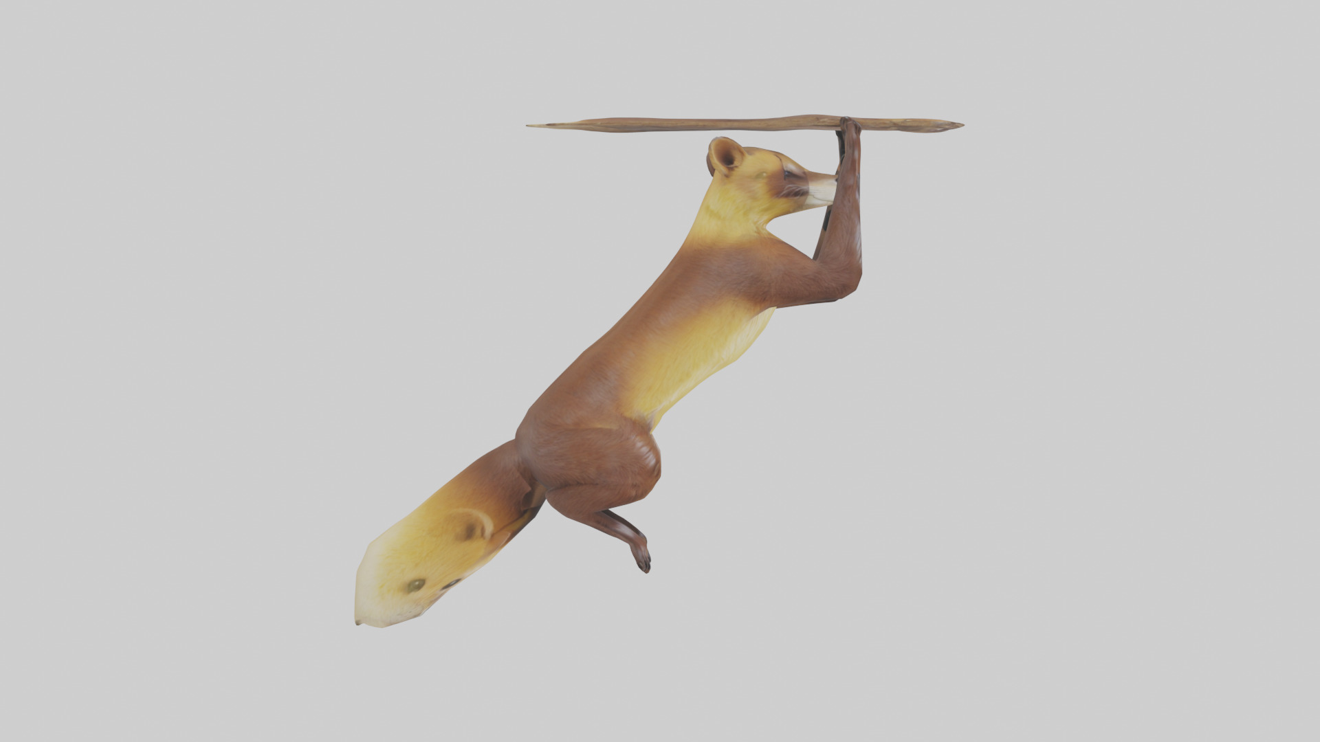 Pine Marten climbing model Low-poly 3D model_13