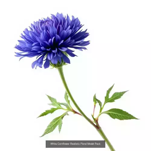 Cornflower Elegance 3D Pack 3D Model Collection
