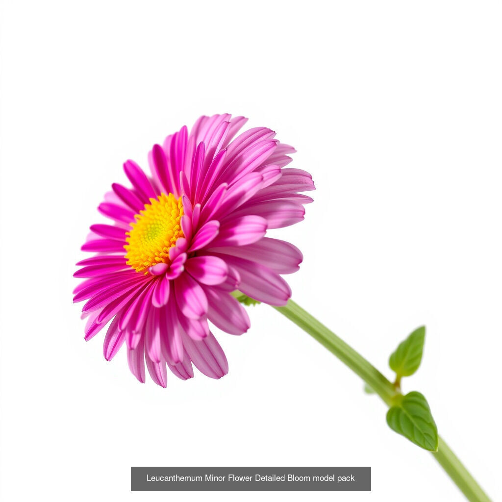 Leucanthemum Model Diversity Pack 3D Model Collection_14