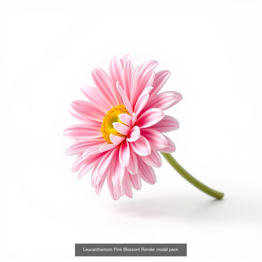 Leucanthemum Model Diversity Pack 3D Model Collection_18