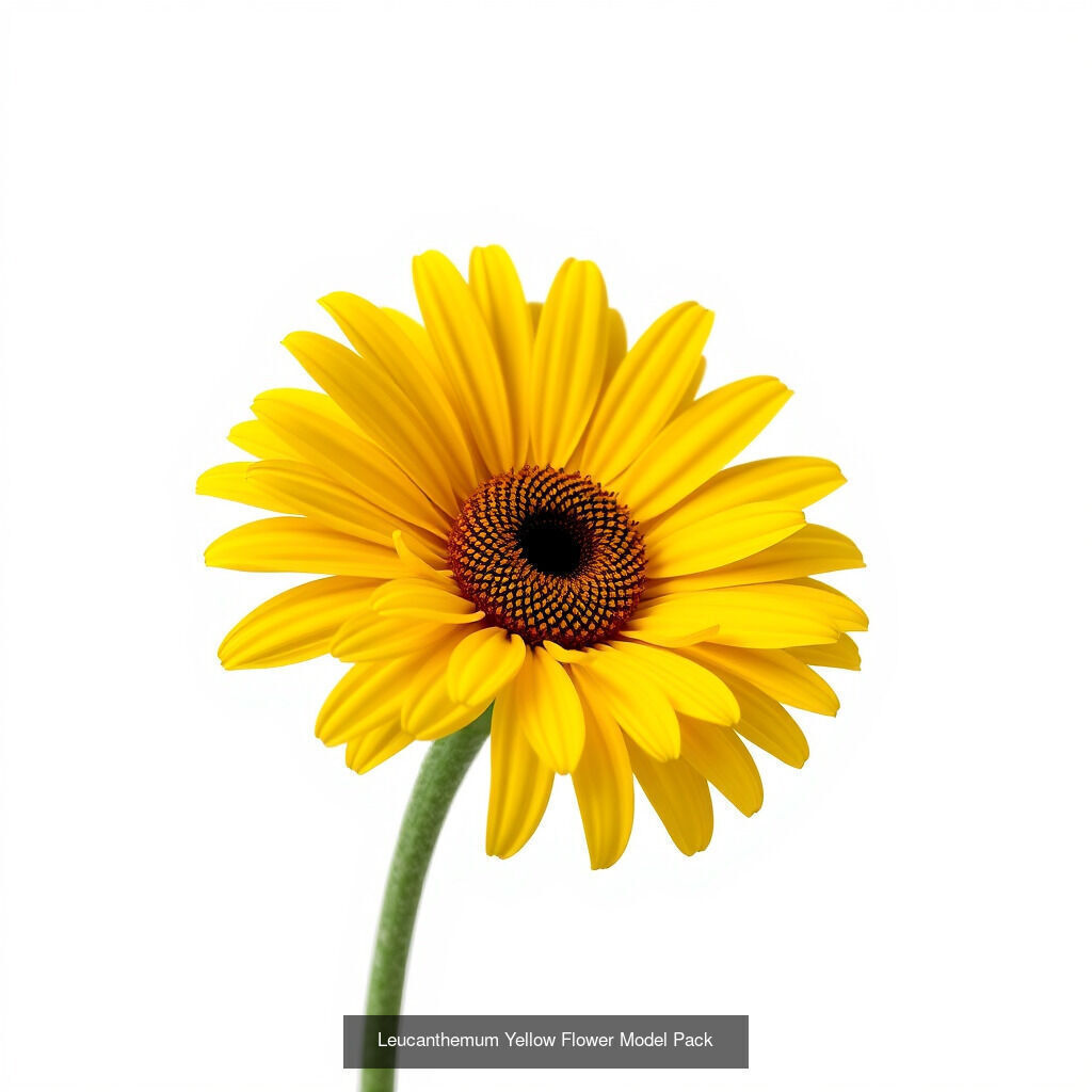 Leucanthemum Model Diversity Pack 3D Model Collection_12