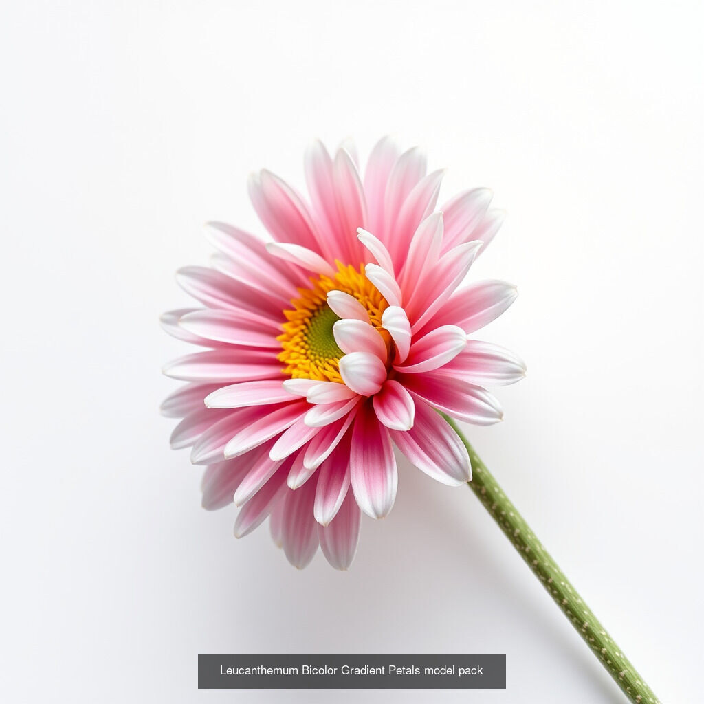 Leucanthemum Model Diversity Pack 3D Model Collection_22