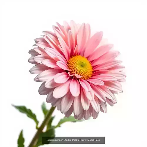 Leucanthemum Model Diversity Pack 3D Model Collection