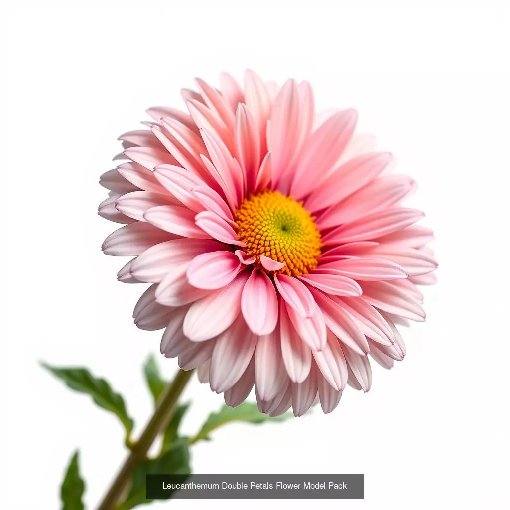 Leucanthemum Model Diversity Pack 3D Model Collection_0