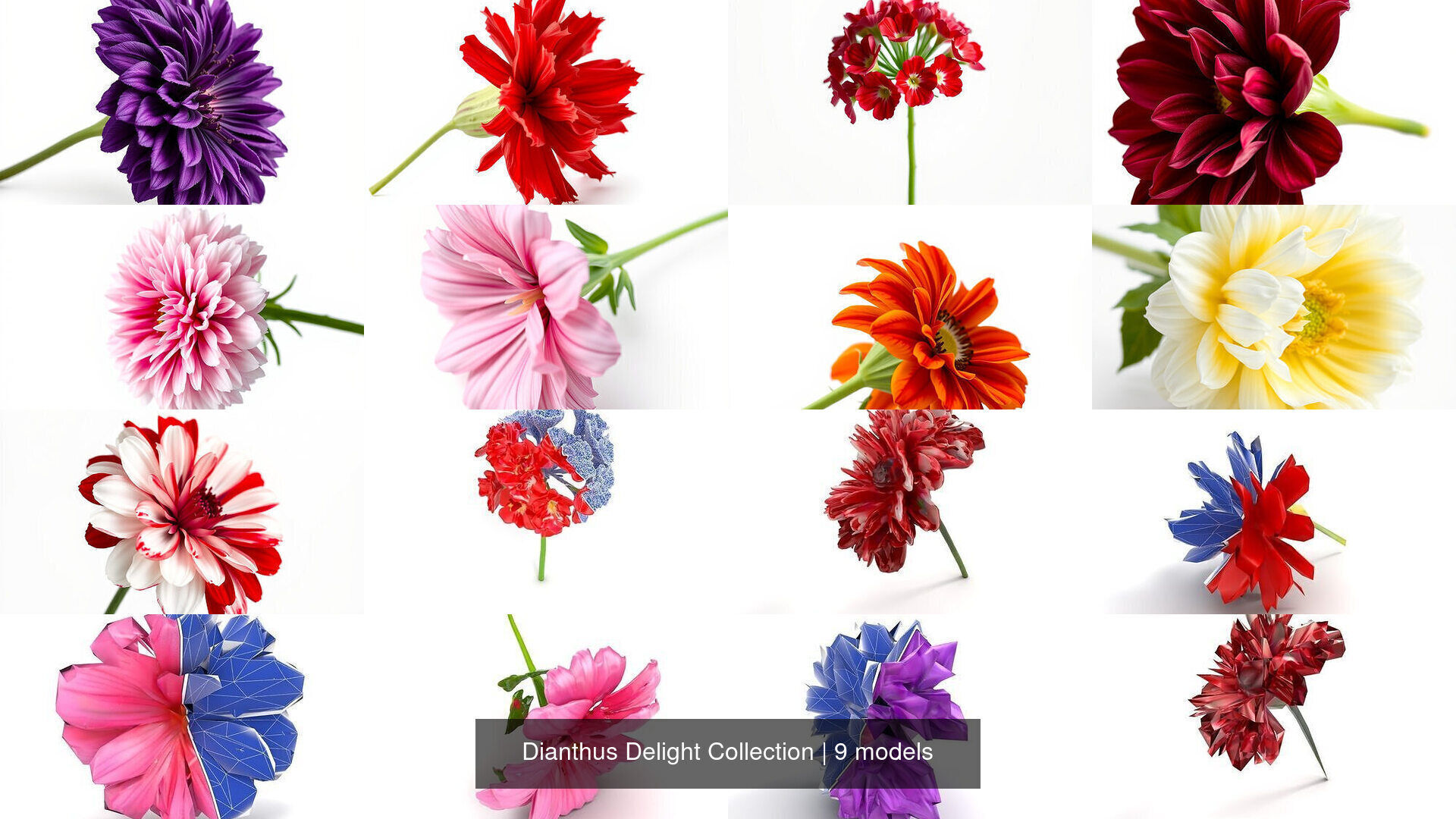 Dianthus Delight Collection _8