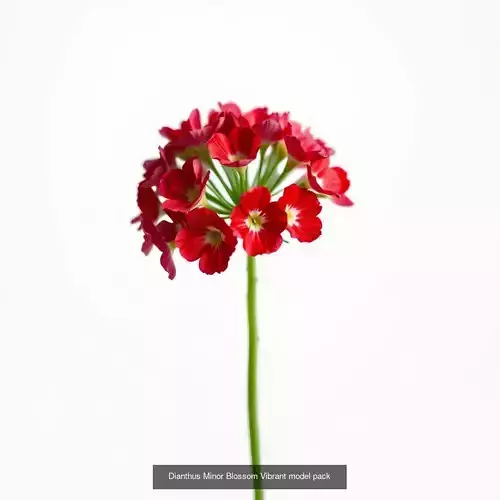 Dianthus Delight Collection