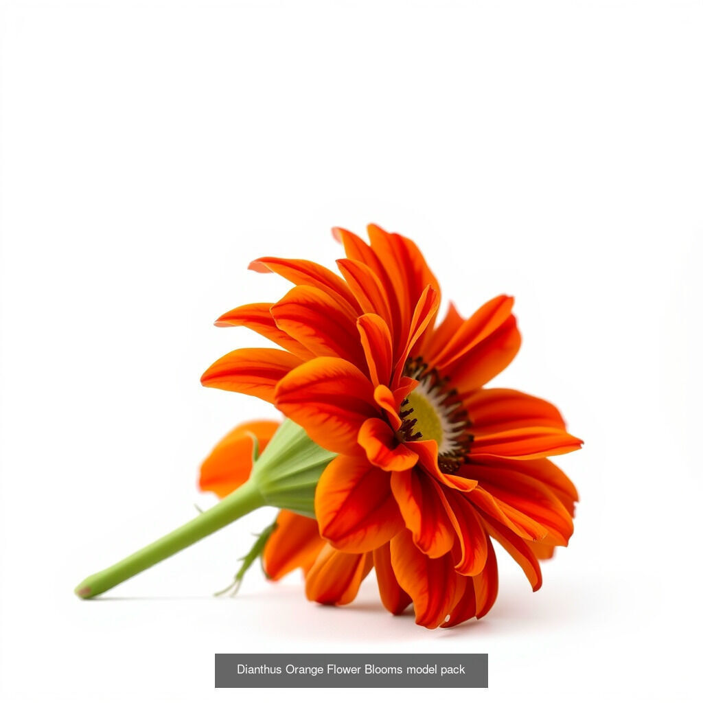 Dianthus Delight Collection _12