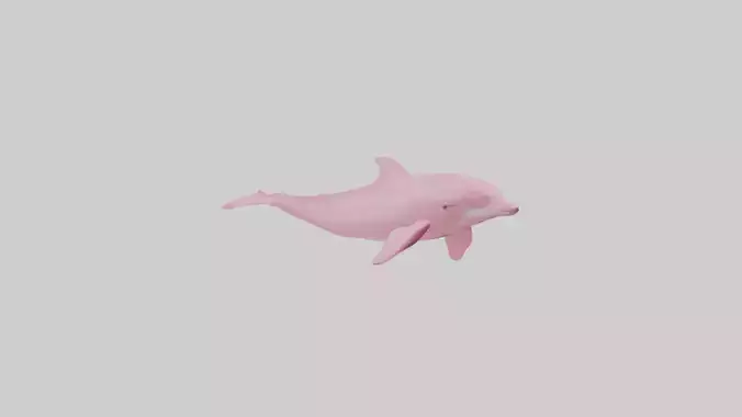 Pink River Dolphin diving model