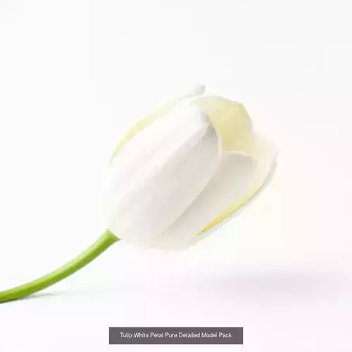 Radiant Tulip 3D Model Collection 