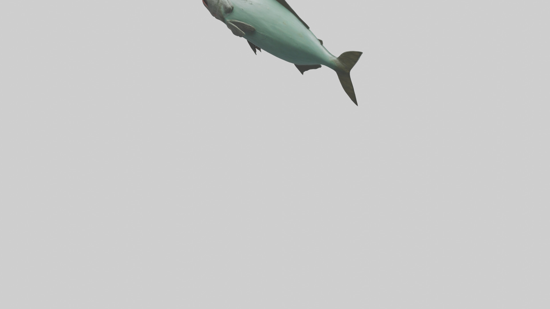 Piranha swimming model Low-poly 3D model_3