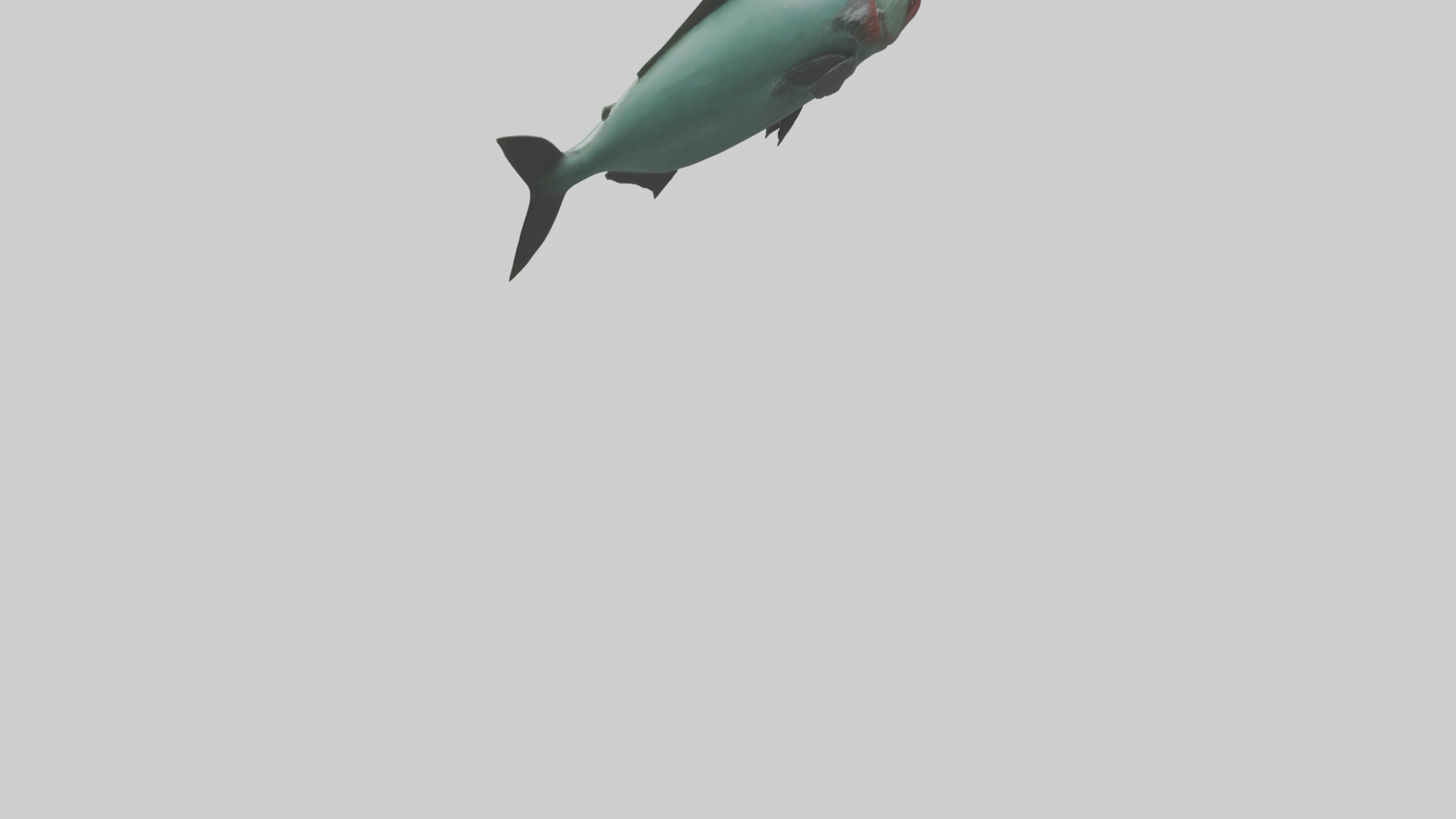 Piranha swimming model Low-poly 3D model_4