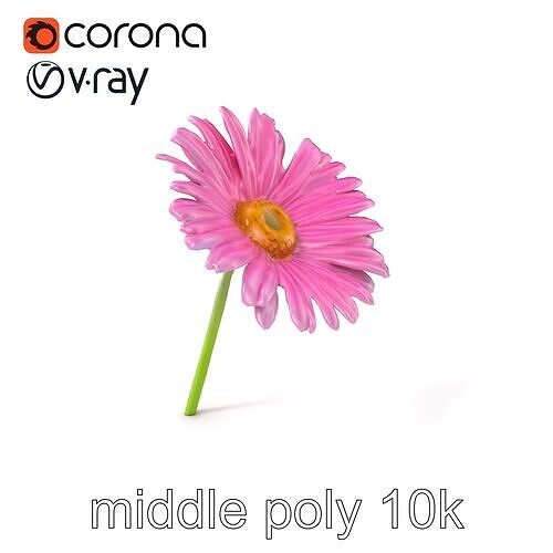 Aster Pink Flower Realistic Textured model pack Low-poly 3D model