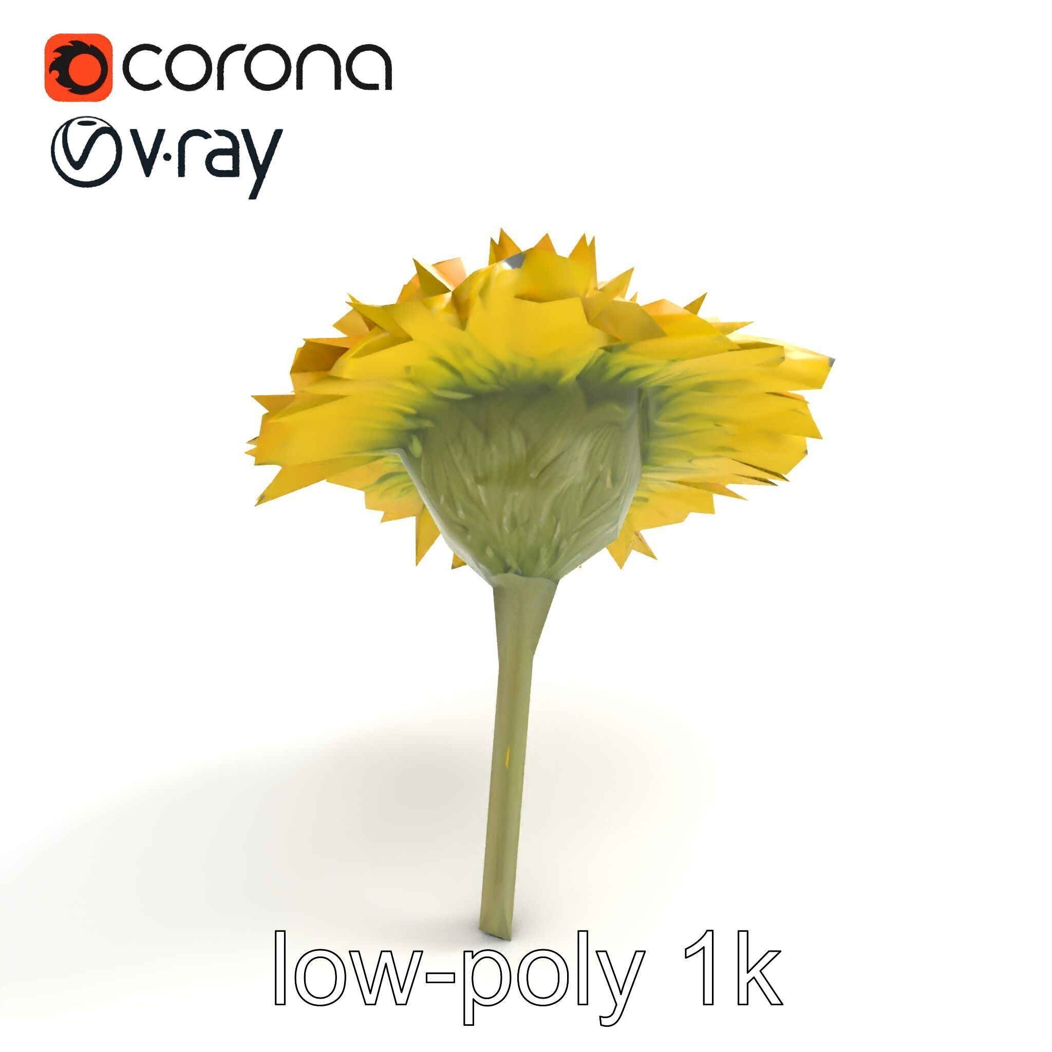 Chrysanthemum Yellow Sunlit Texture model pack Low-poly 3D model_8
