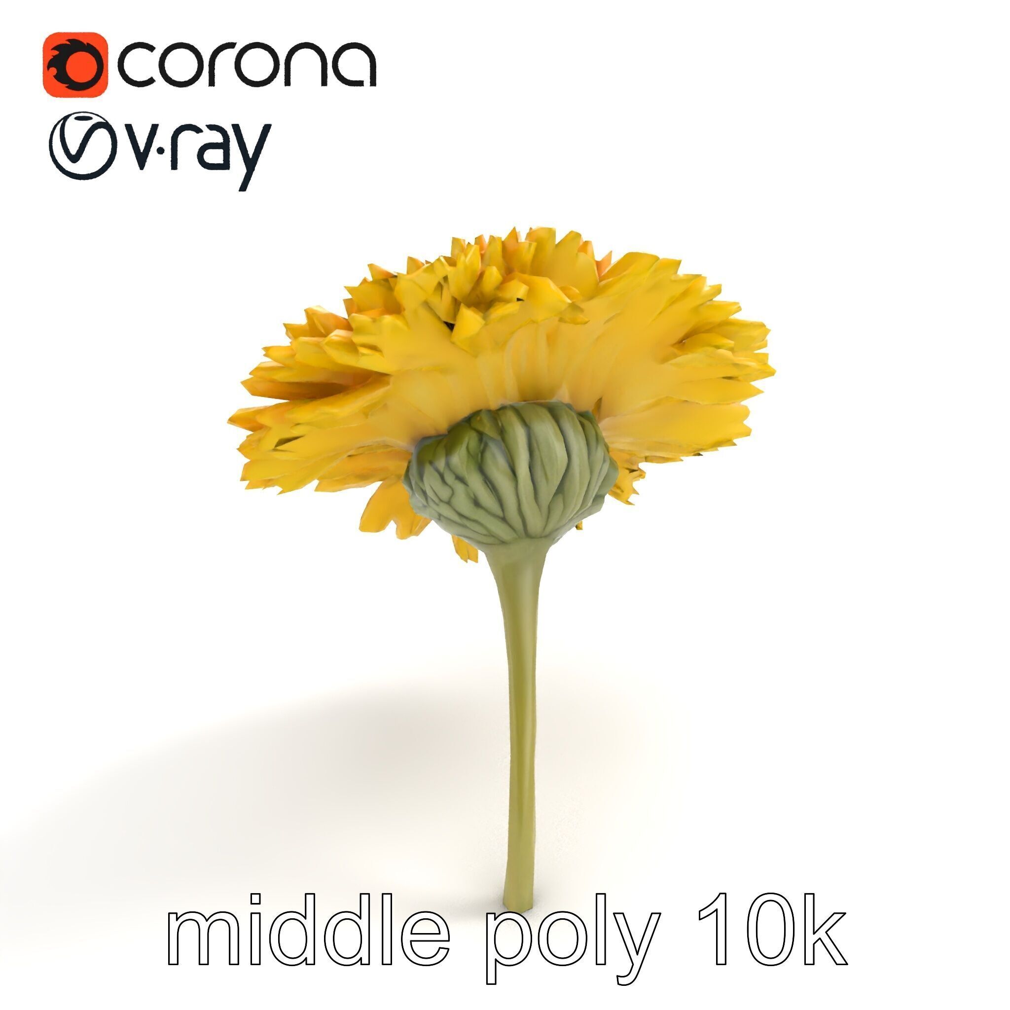 Chrysanthemum Yellow Sunlit Texture model pack Low-poly 3D model_7