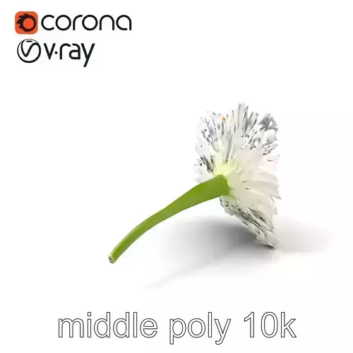 Aster White Pristine Flower Detailed Model Pack Low-poly 3D model