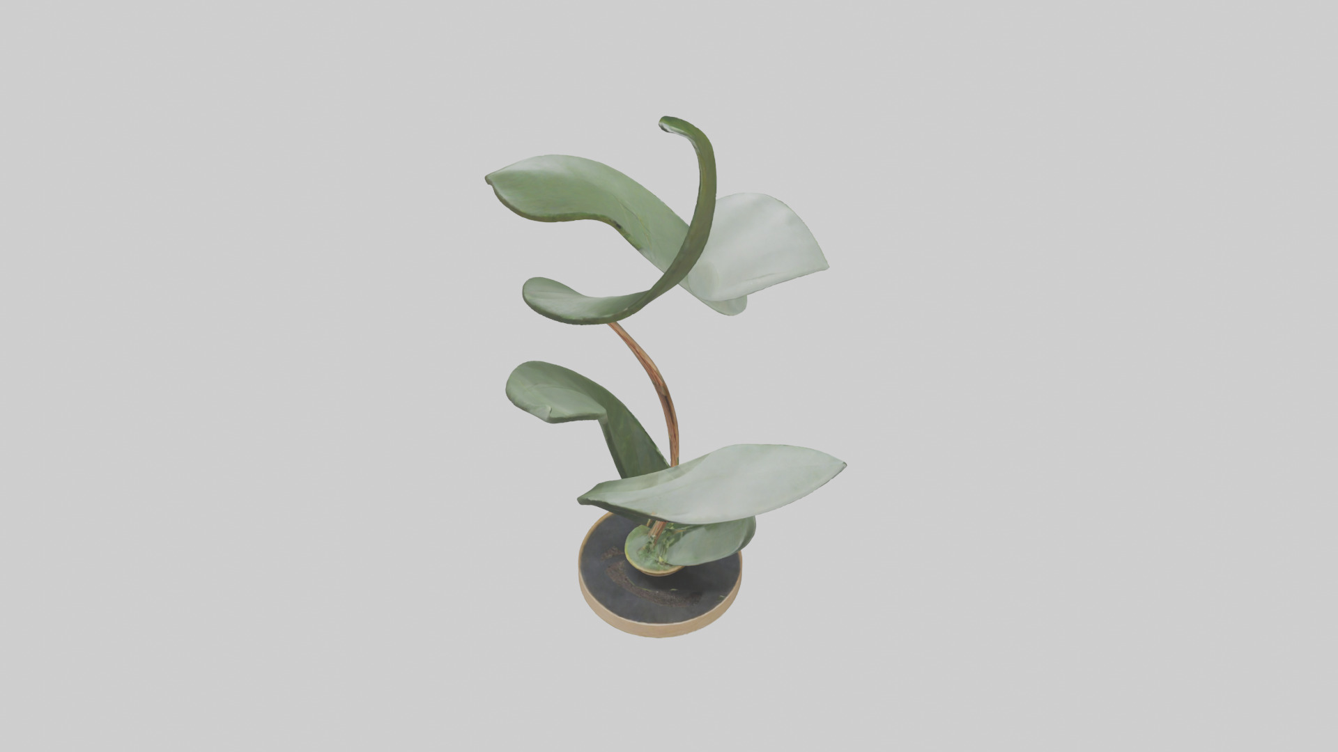 Plant and Stem Movement Sculpture model Low-poly 3D model_16