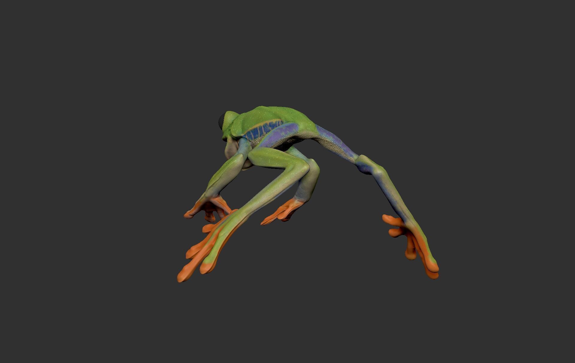 Red Tree Frog Sculpt  Low-poly 3D model_7