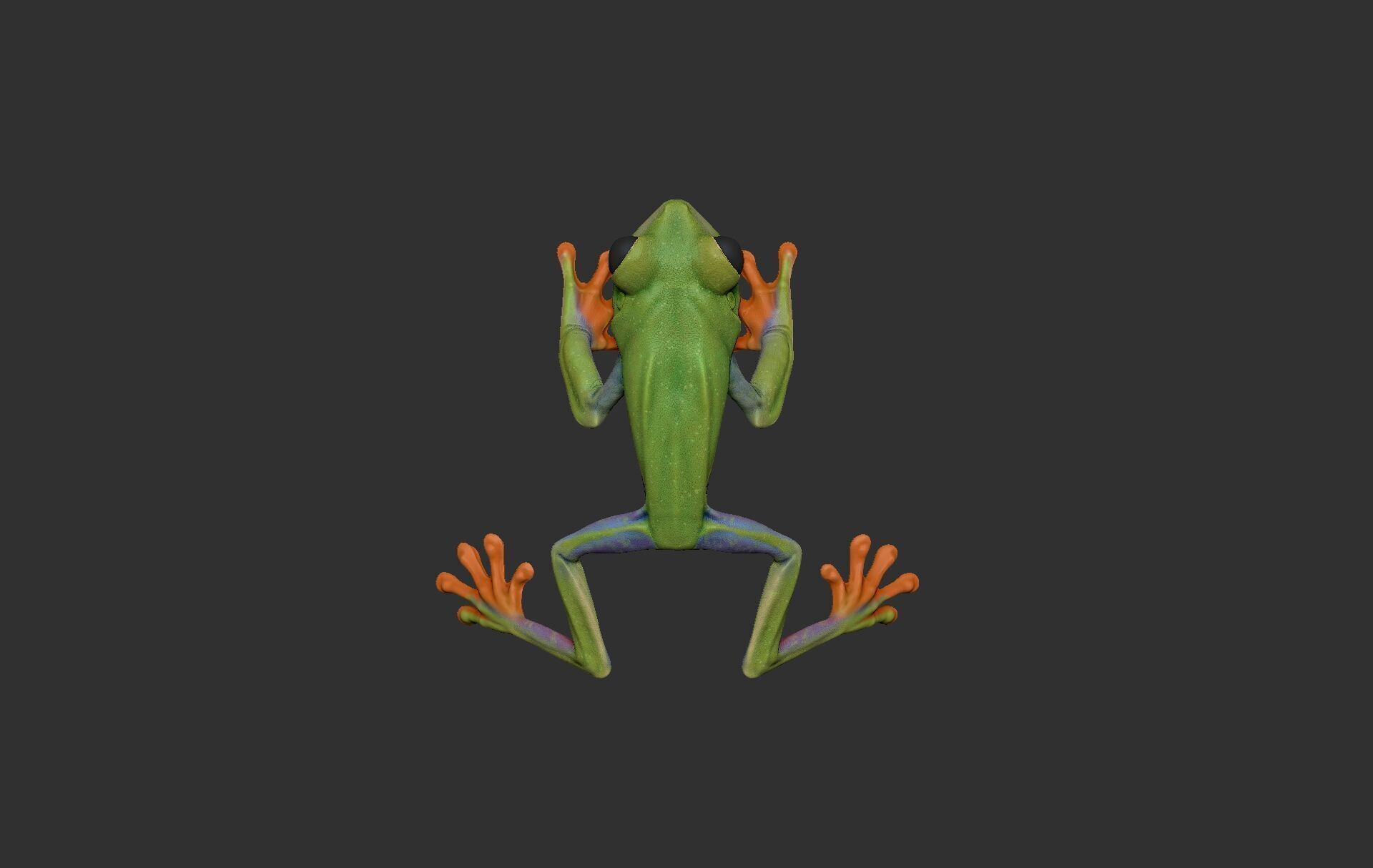 Red Tree Frog Sculpt  Low-poly 3D model_8