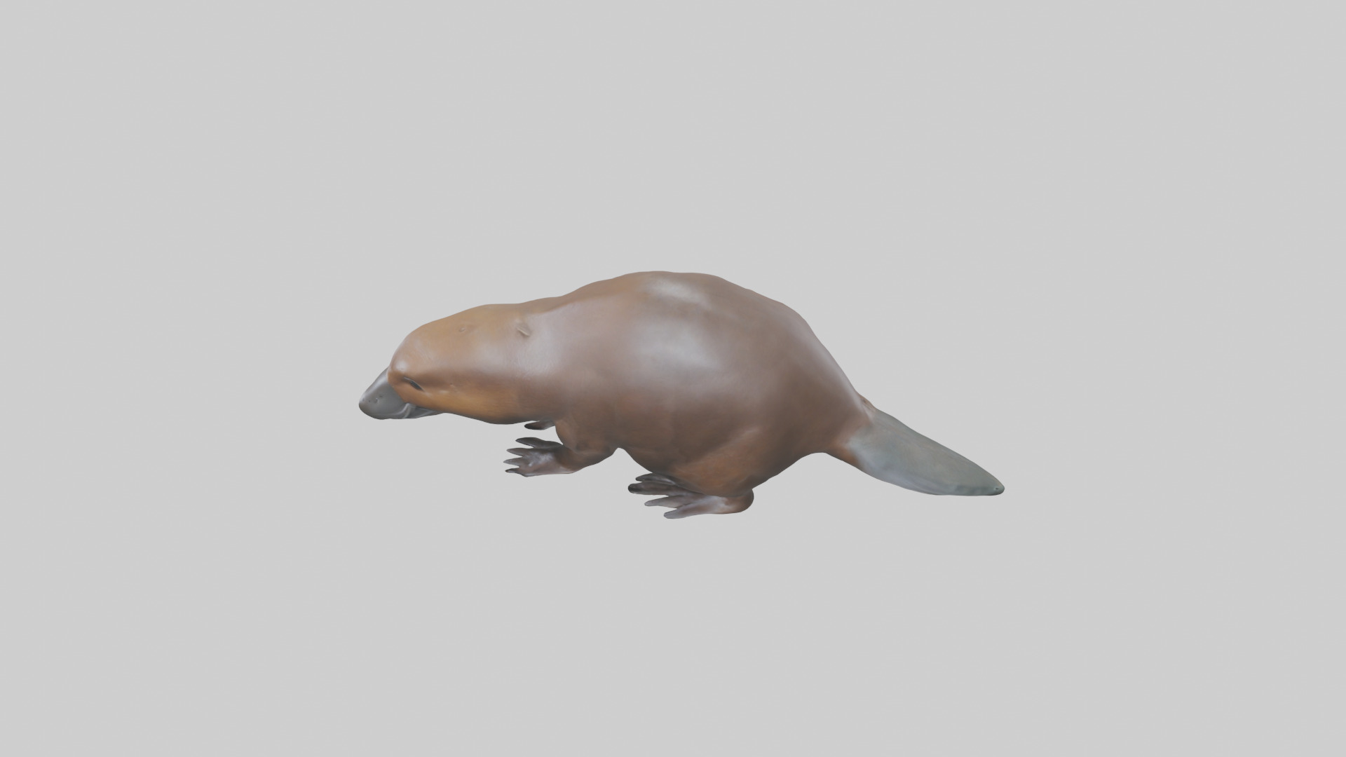 Platypus foraging model Low-poly 3D model_17