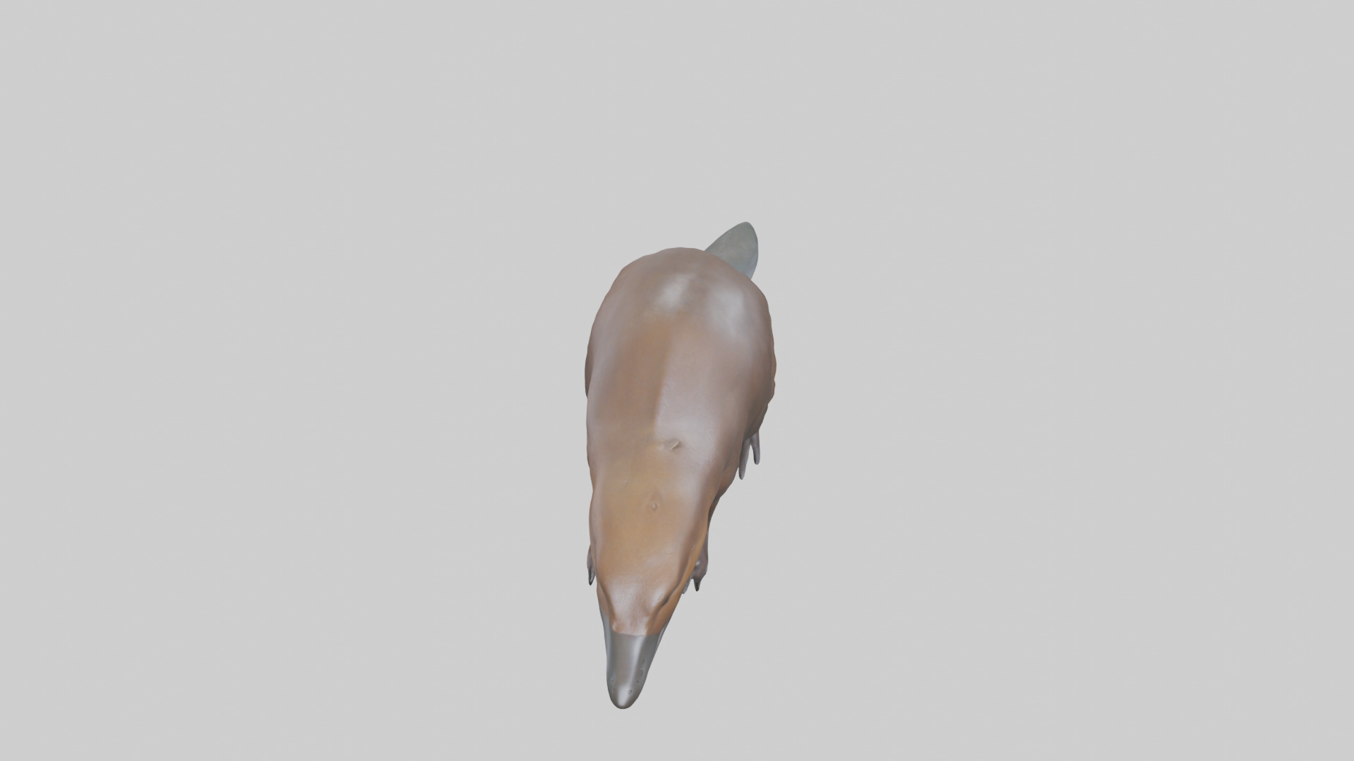 Platypus foraging model Low-poly 3D model_16