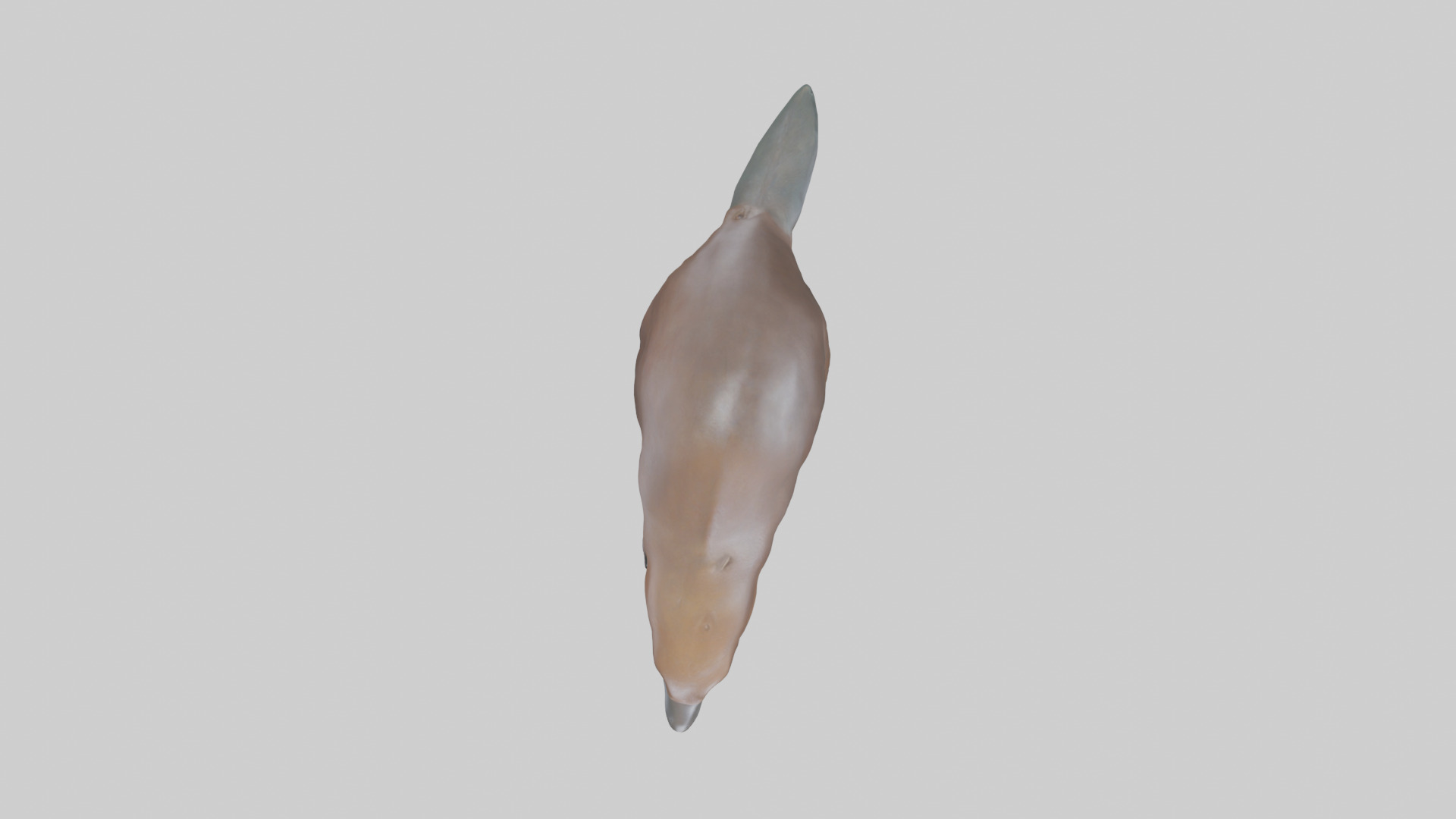 Platypus foraging model Low-poly 3D model_14