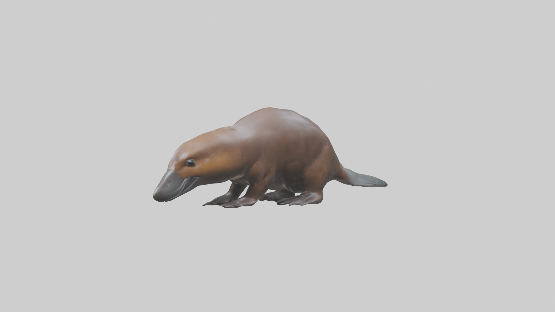 Platypus foraging model Low-poly 3D model_10