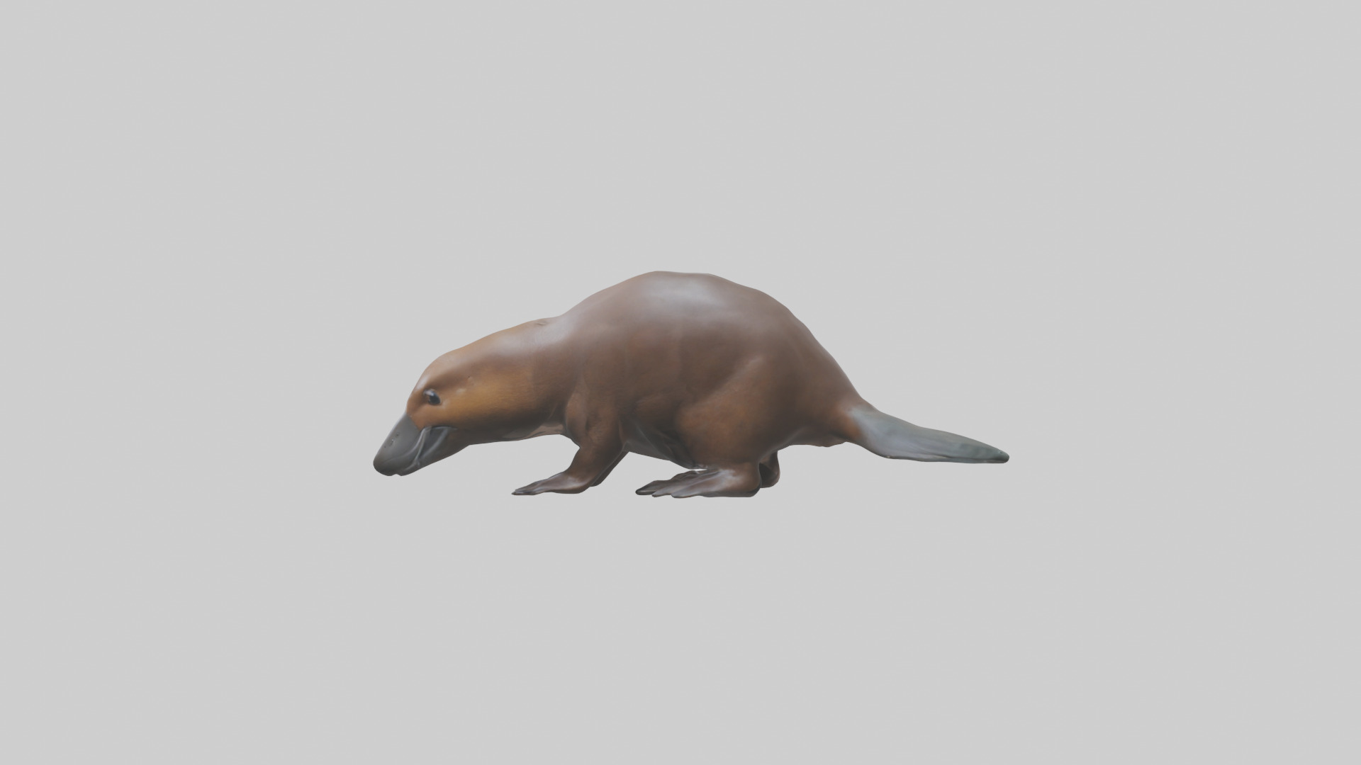 Platypus foraging model Low-poly 3D model_12