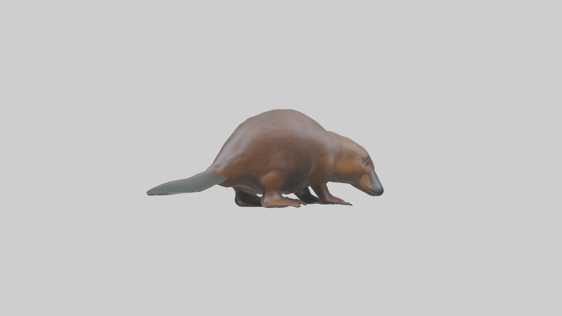 Platypus foraging model Low-poly 3D model_2