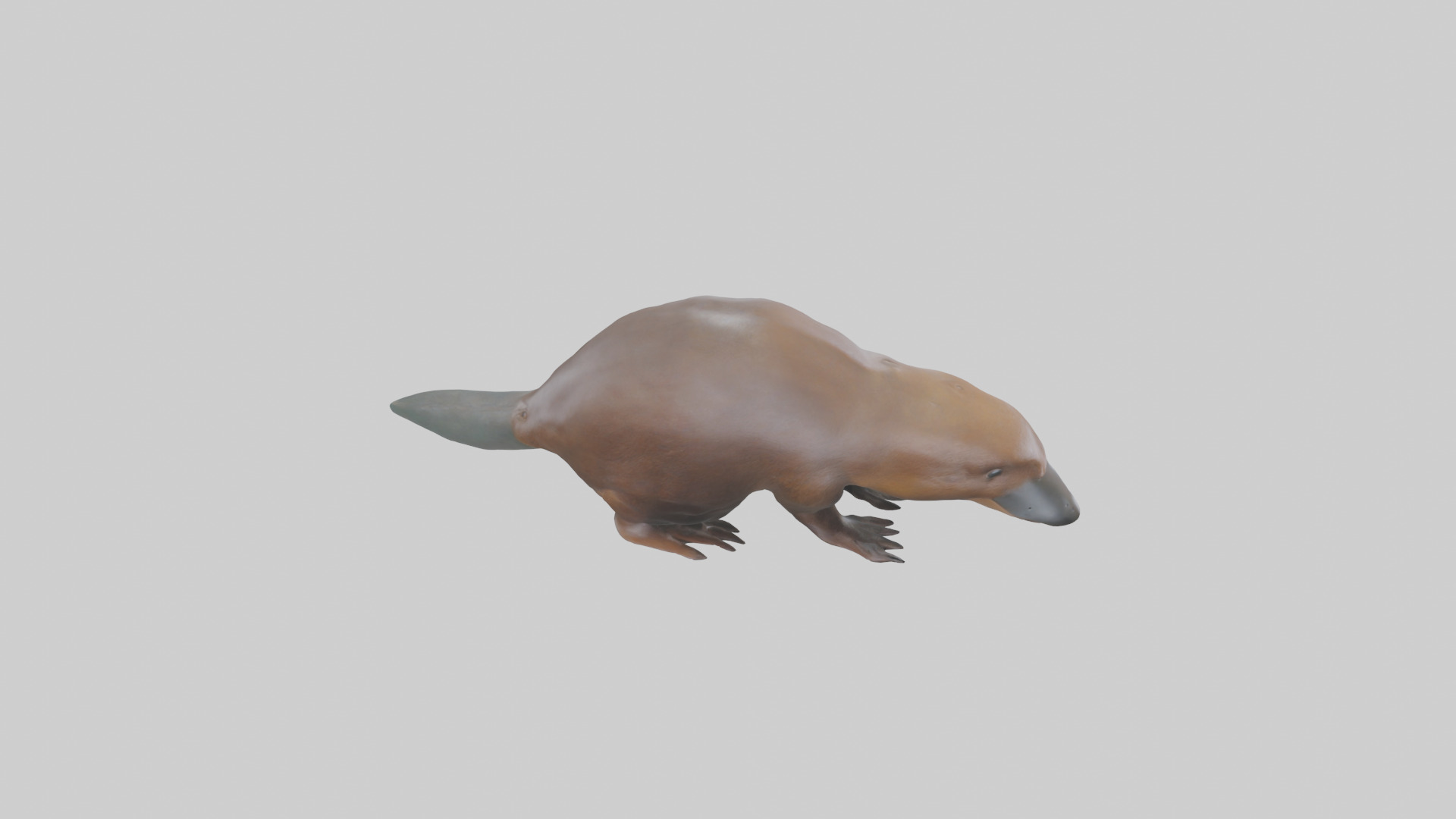 Platypus foraging model Low-poly 3D model_18