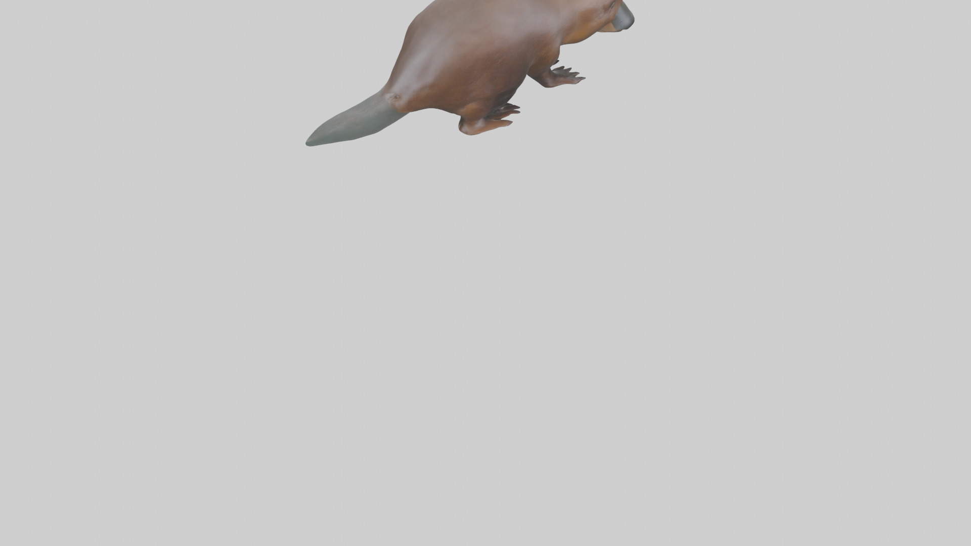 Platypus foraging model Low-poly 3D model_4