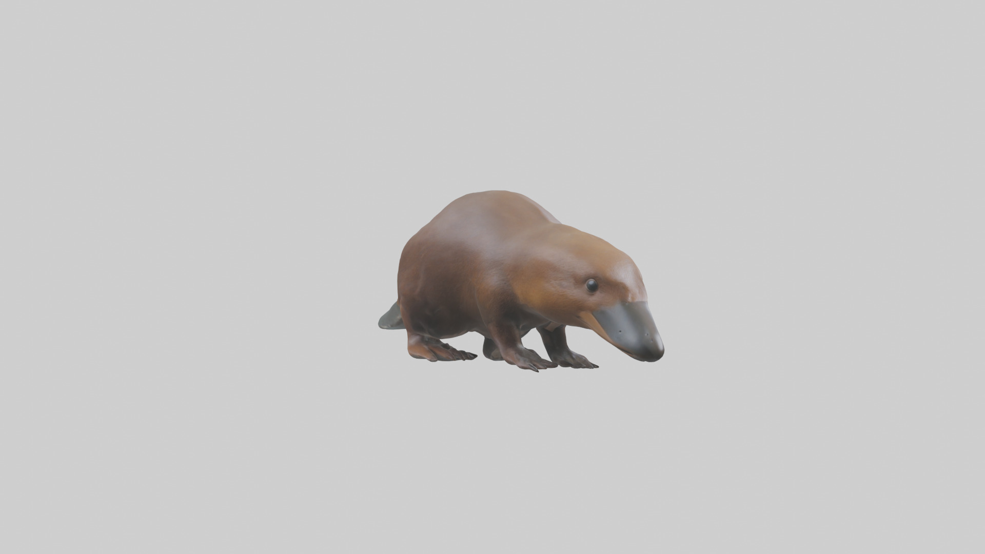 Platypus foraging model Low-poly 3D model_11