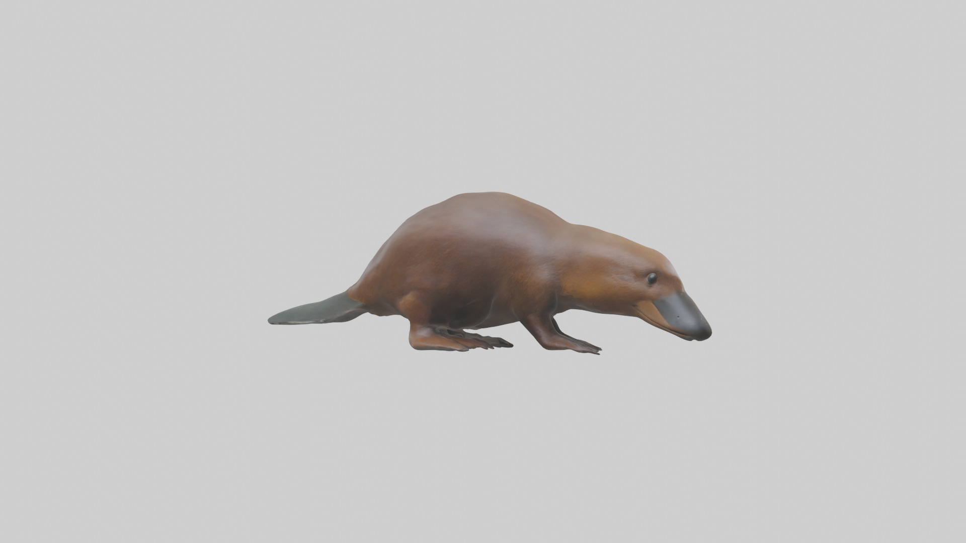 Platypus foraging model Low-poly 3D model_13