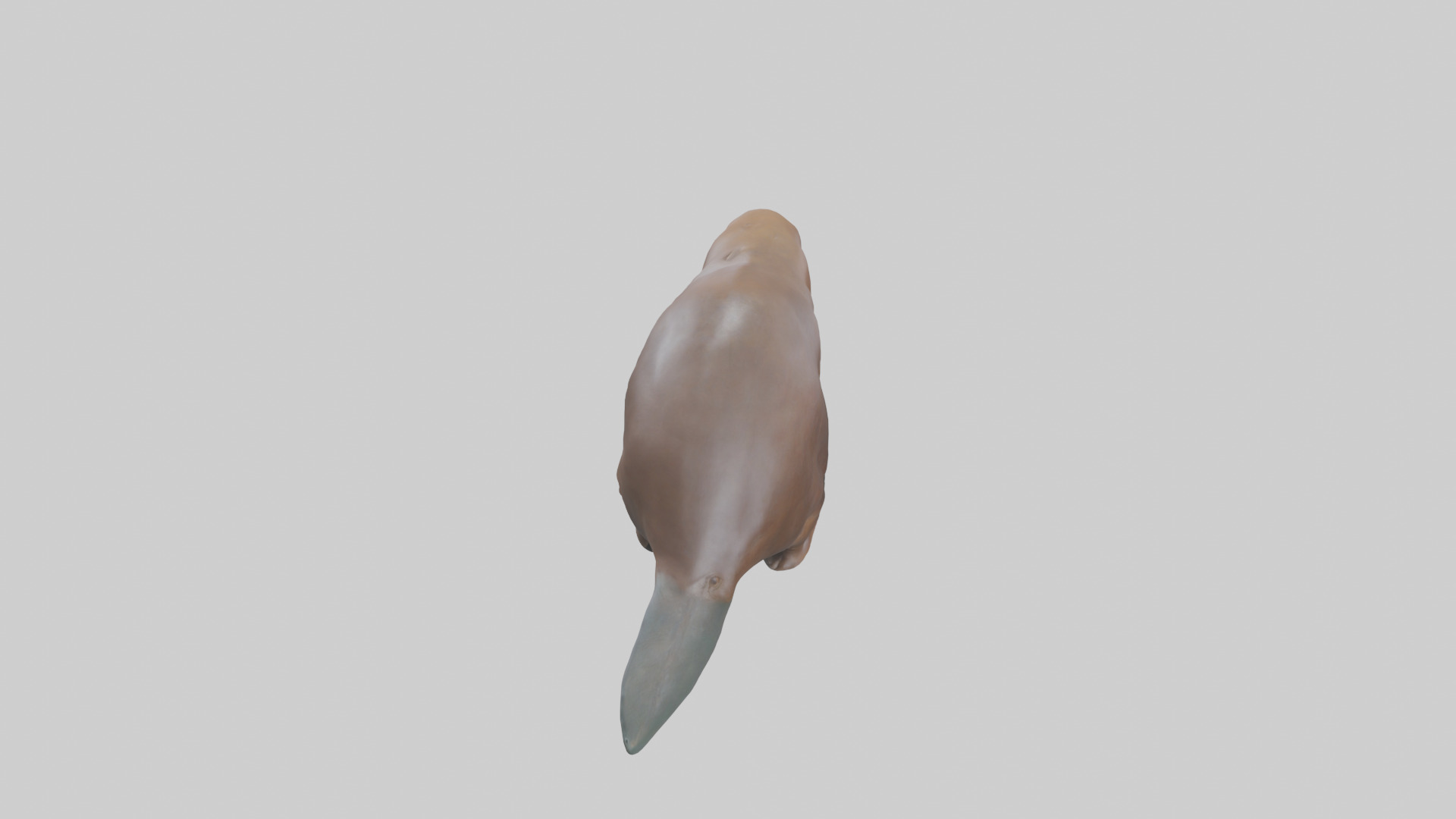 Platypus foraging model Low-poly 3D model_15