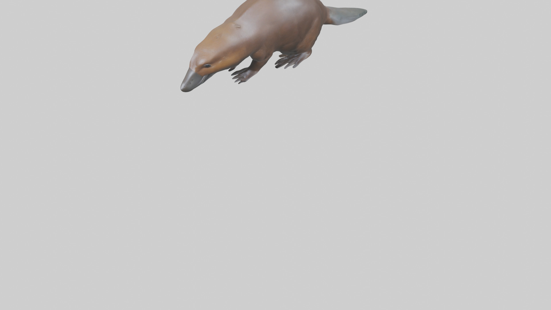 Platypus foraging model Low-poly 3D model_5