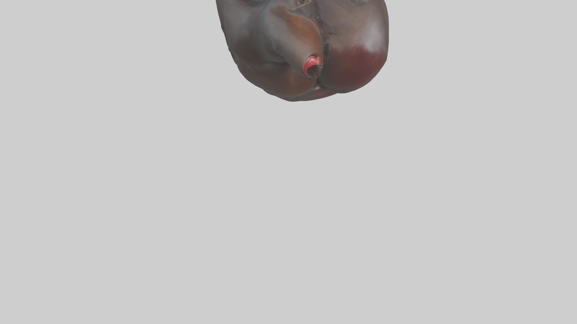 Platypus Heart Low-poly 3D model_4