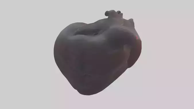Platypus Heart