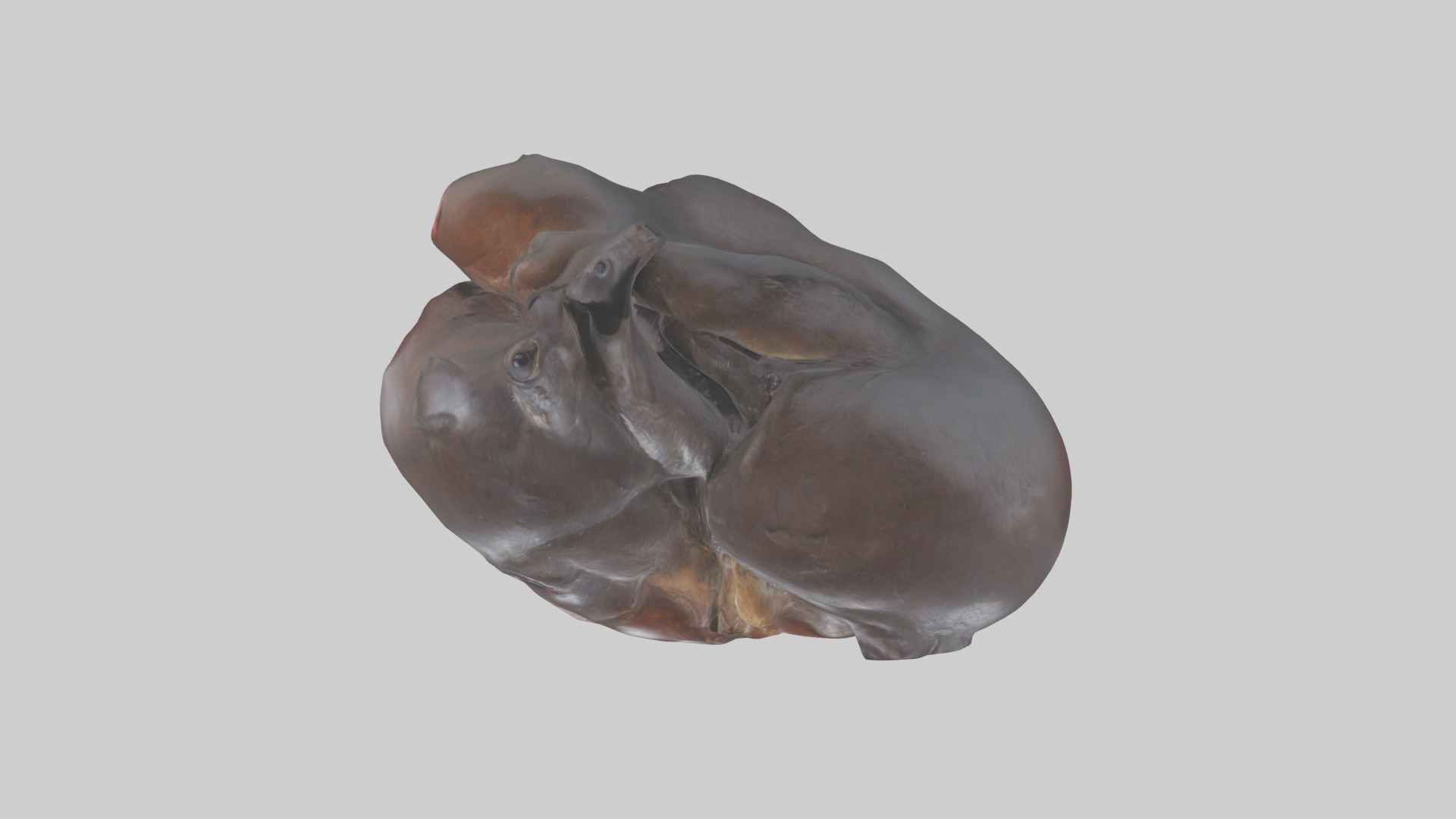 Platypus Heart Low-poly 3D model_14