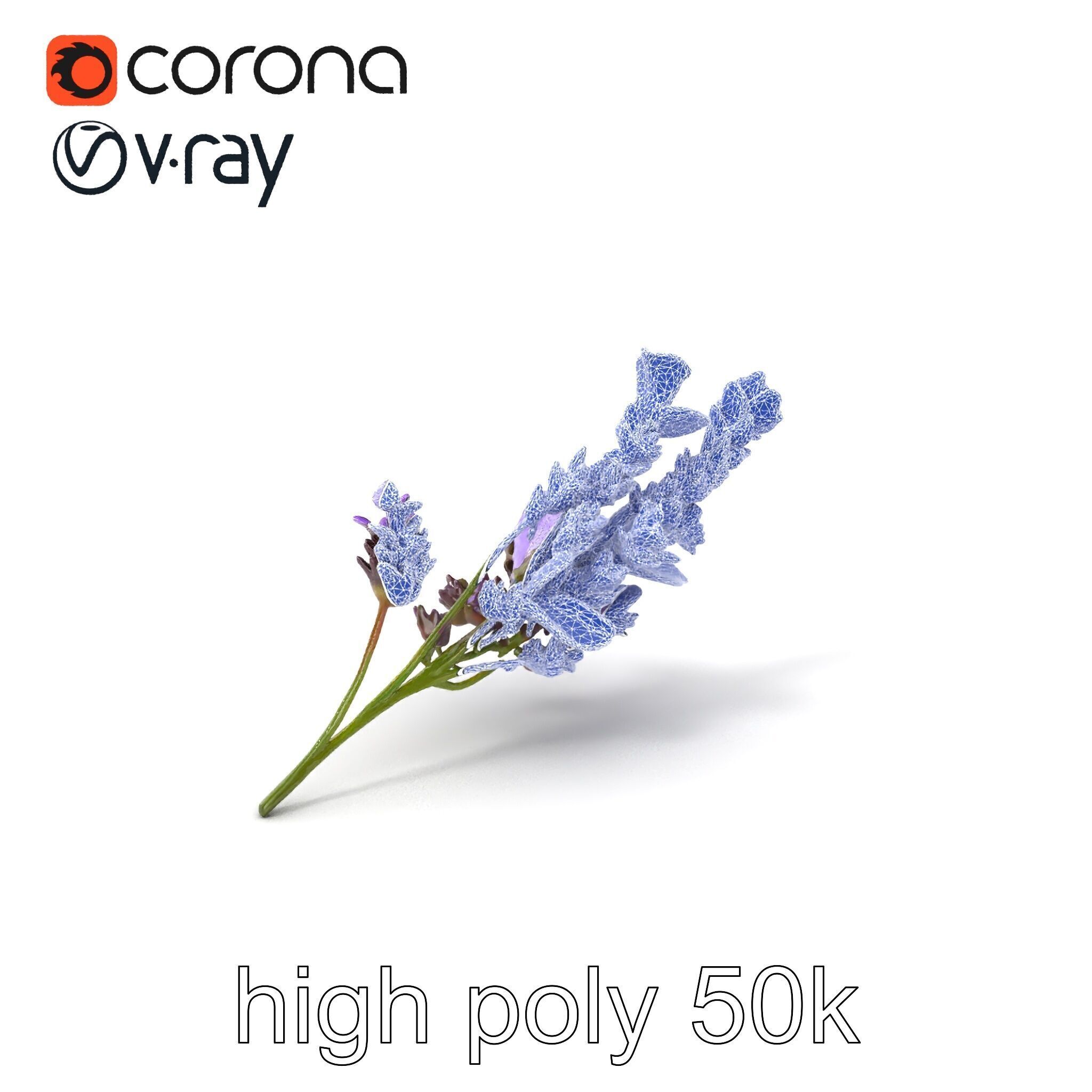 Lavender Flower Botanical Detailed 3D model pack Low-poly 3D model_10