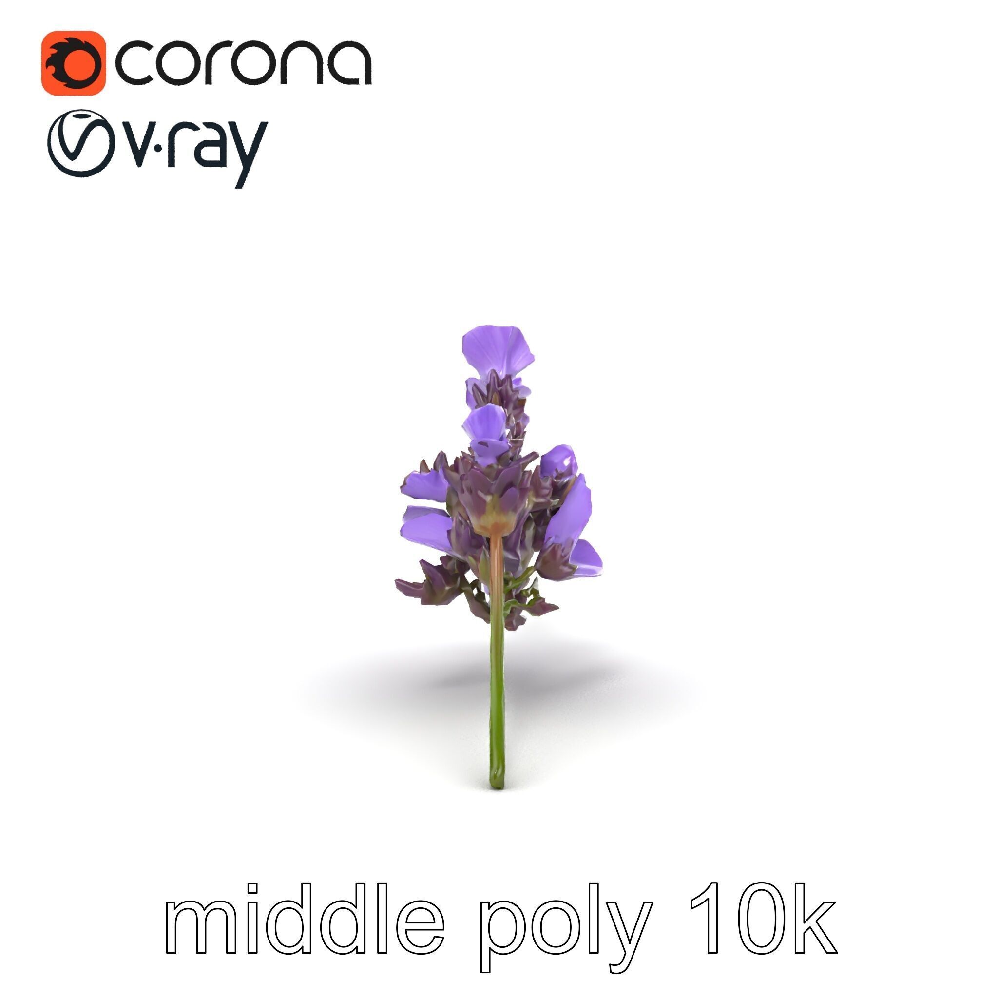 Lavender Flower Botanical Detailed 3D model pack Low-poly 3D model_21